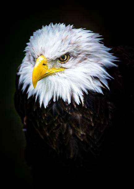 istock Portrait of a fierce bald eagle on black background 1439780458