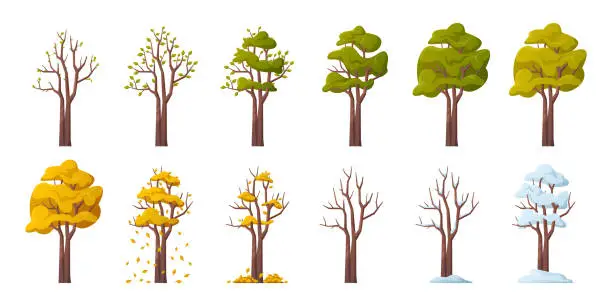 Vector illustration of Tree during seasonal changes, isolated plant with blooming leaves in spring. Lush greenery and blossom in summer. Falling leaves in autumn and covered with snow in winter. Vector in flat style