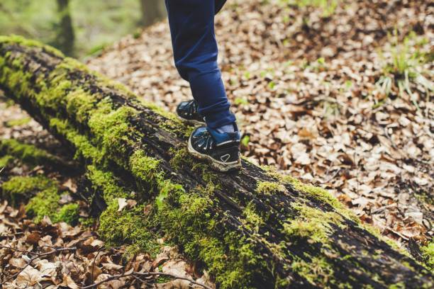 A high angle shot of a child walking on a moss-covered broken tree trunk