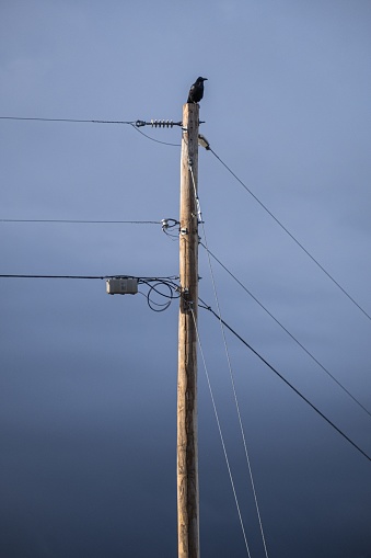 A solo crow or raven sits perched atop a telephone power pole with the sky and clouds in the background.