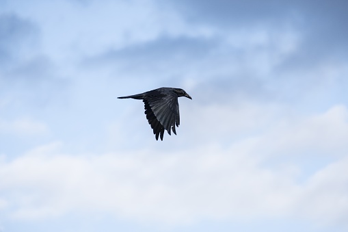 A crow in flight with sky and clouds in the background.