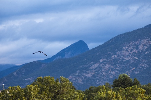 A crow flying with mountains in the distance
