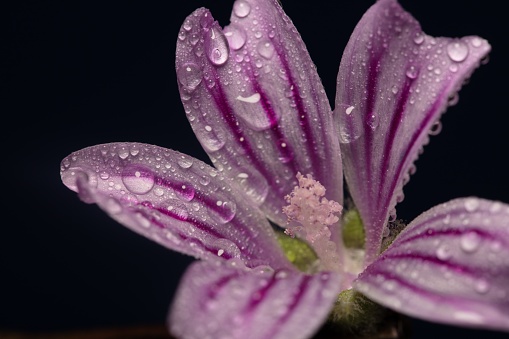 A closeup of droplets of water on a violet striped flower from the Lily family
