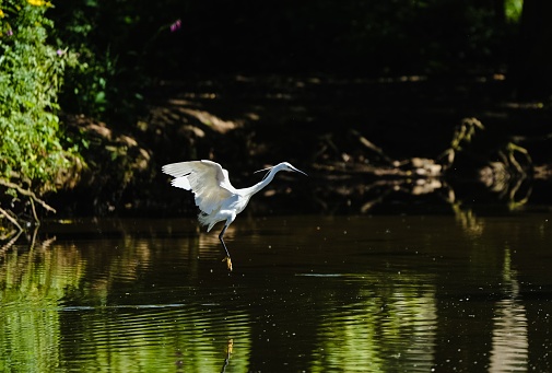 A large white heron flying over green lake with reflection in water