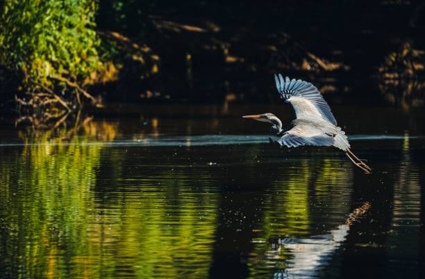 istock Large heron flying over green lake with reflection in water 1439781410