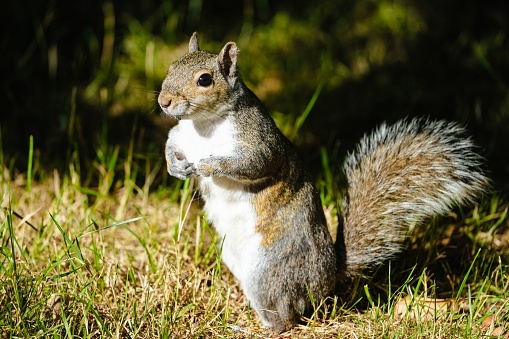A closeup of squirrel standing and looking toward in blurred background
