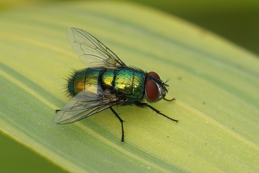 Detailed closeup on a common green bottle fly, Lucilia sericata, sitting on a leaf in the garden