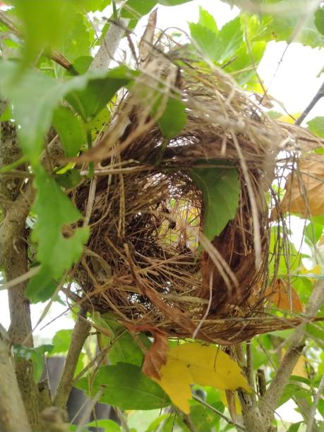 istock Rare sight of bird nest 1439781523