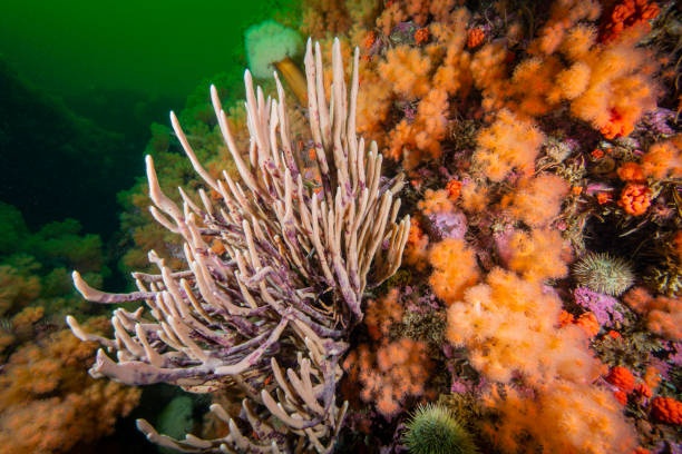 Finger Sponge and colorful Red Soft Coral underwater in the Gulf of St.Lawrence.