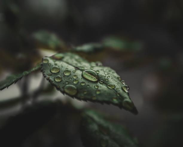 Close-up of water drops on a green plant's leaves on a rainy spring day