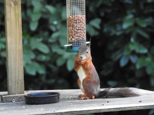 istock Cute squirrel standing on a wooden board next to a container with its food 1439782193