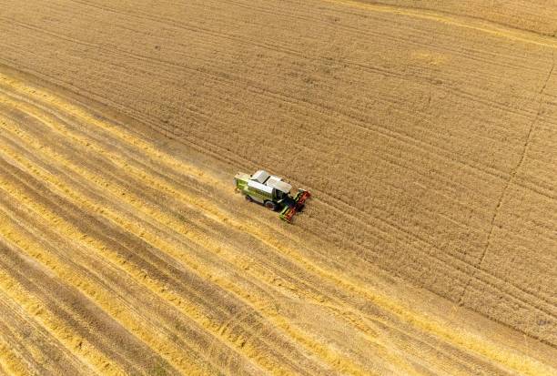 istock Landscape with wheat harvesting from the field seen from above 1439782199