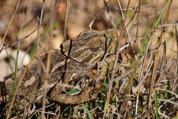 istock A Mediterranean Chameleon basking and walking on garigue vegetation in Malta. 1439782241