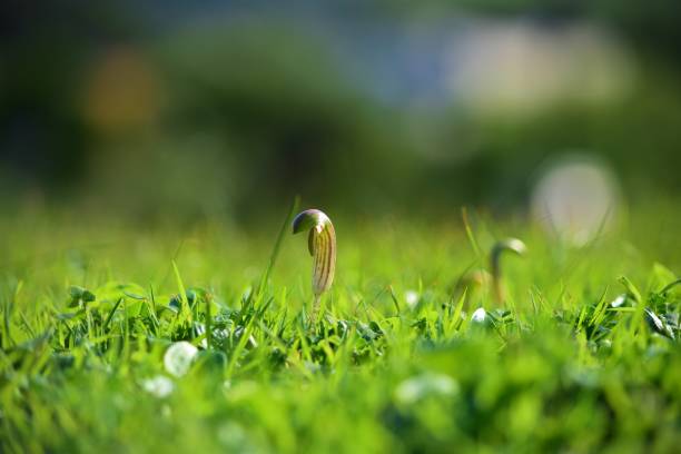Closeup of Arisarum vulgare growing on the ground covered in greenery under the sunlight in Malta A closeup of Arisarum vulgare growing on the ground covered in greenery under the sunlight in Malta arisarum vulgare stock pictures, royalty-free photos & images