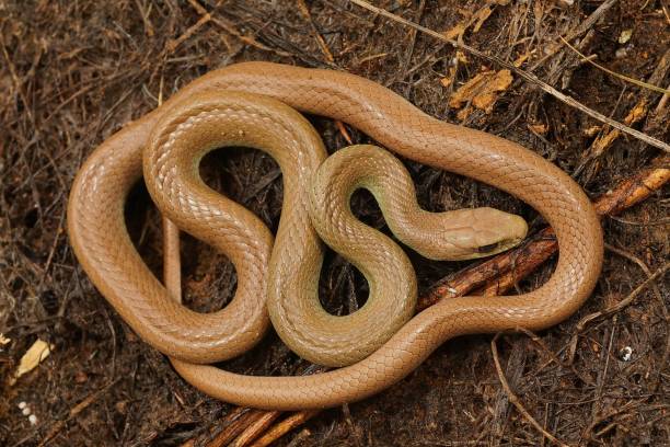 istock Closeup on an overwintering,  pale colored and curled up 
Wester 1439782432