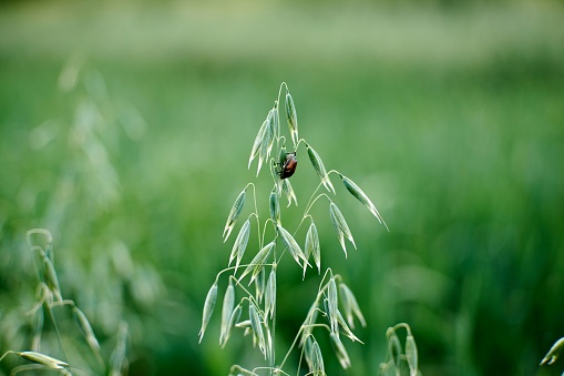 fresh green wheat ears spikes and a ladybug on nature closeup macro