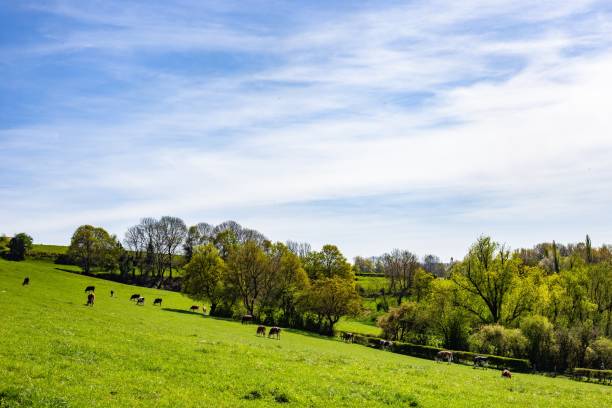 istock Herd of cows grazing on the pasture during daytime 1439782485