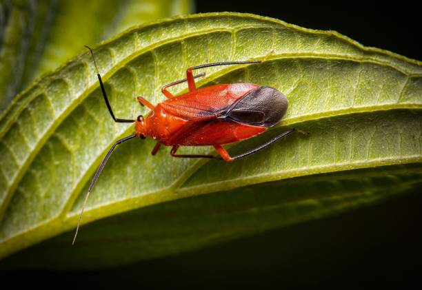 istock Large brick-red plant bug on green leaf 1439782618