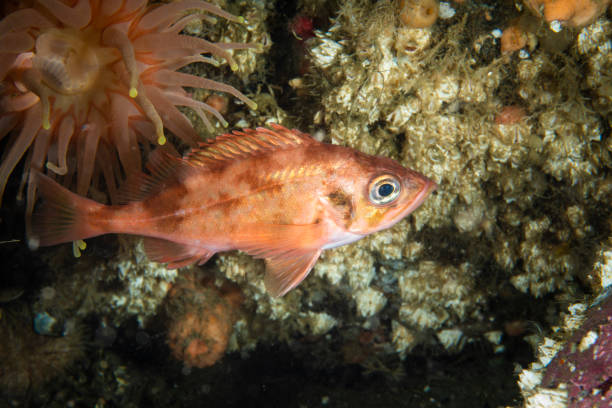 istock Acadian redfish underwater 1439782671