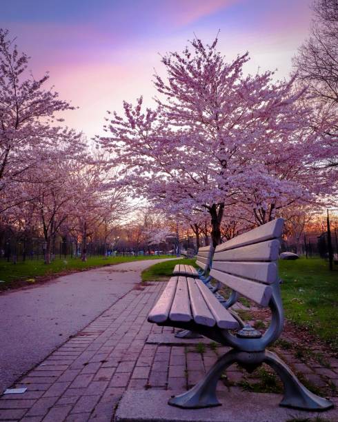 istock Beautiful view of a park at sunset 1439782736