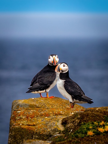 Two cute Puffins on a rock