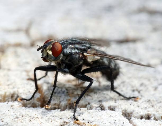 istock Selective focus shot of a black fly with red eyes on a white surface 1439782825