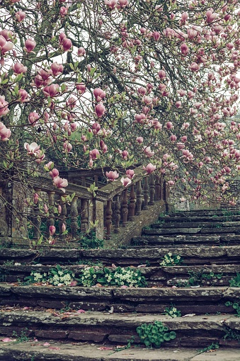 A beautiful vertical shot of an old stone staircase  near a cherry blossom tree