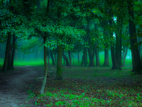 Atmospheric green forest in thick fog. Mysterious gloomy woods in the morning.