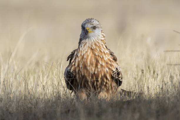 istock Closeup of a brown hawk on a dry grass against a blurry background 1439783174