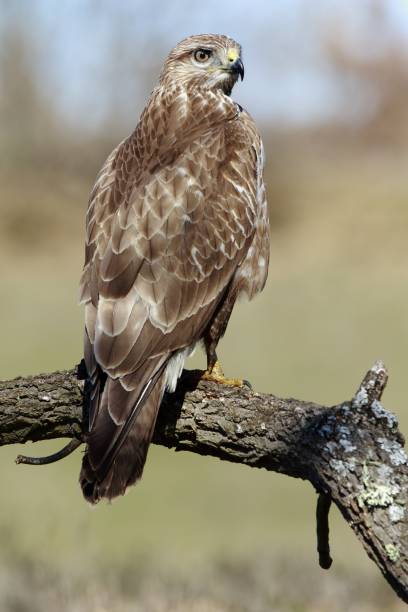 istock Vertical closeup of a red-tailed hawk on a branch under the sunlight with a blurry background 1439783487