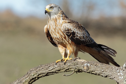 A selective focus of a red kite standing on a tree branch under the sunlight with a blurry background