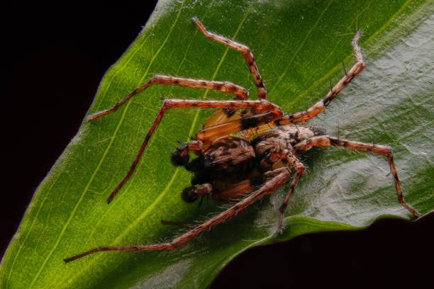 istock A macro photo of a spider 1439783682