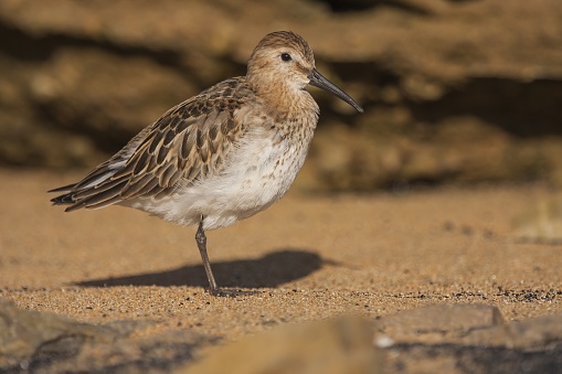 A picture of a red-backed sandpiper on the sand at daytime