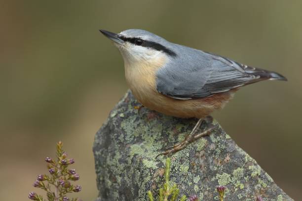 istock Beautiful shot of a Nuthatch bird perched on a stone in the forest 1439783872