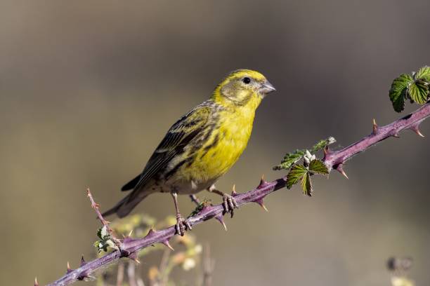 Beautiful shot of a European Serin bird perched on a branch in the forest A beautiful shot of a European Serin bird perched on a branch in the forest serin stock pictures, royalty-free photos & images
