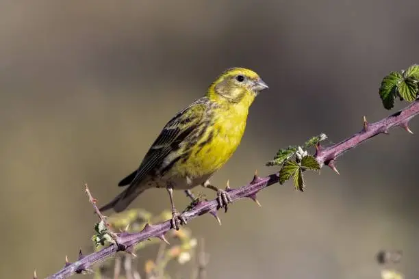 A beautiful shot of a European Serin bird perched on a branch in the forest