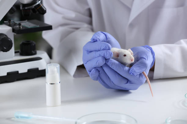 istock Scientist with rat at table in chemical laboratory, closeup. Animal testing 1439784651