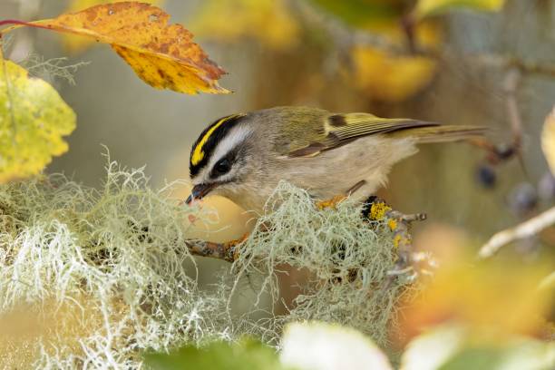 Closeup of the golden-crowned kinglet, Regulus satrapa perched on the branch. A closeup of the golden-crowned kinglet, Regulus satrapa perched on the branch. regulidae stock pictures, royalty-free photos & images