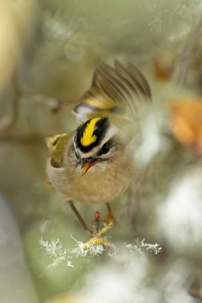 Vertical closeup of the golden-crowned kinglet, Regulus satrapa perched on the branch. A vertical closeup of the golden-crowned kinglet, Regulus satrapa perched on the branch. regulidae stock pictures, royalty-free photos & images
