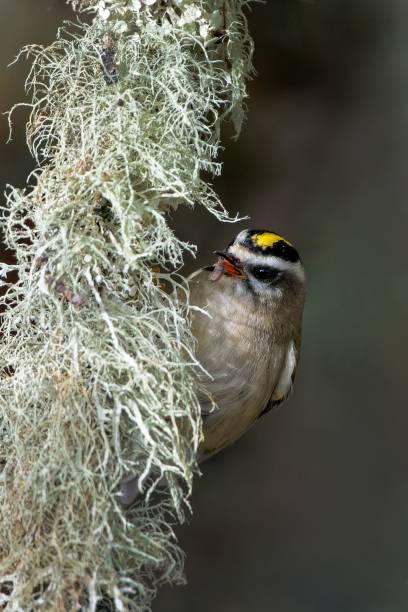 Vertical closeup of the golden-crowned kinglet, Regulus satrapa perched on the branch. A vertical closeup of the golden-crowned kinglet, Regulus satrapa perched on the branch. regulidae stock pictures, royalty-free photos & images