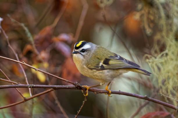 Closeup of the golden-crowned kinglet, Regulus satrapa perched on the branch. A closeup of the golden-crowned kinglet, Regulus satrapa perched on the branch. regulidae stock pictures, royalty-free photos & images