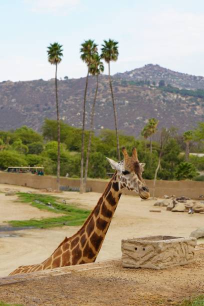 A picture of a giraffe and a zebra