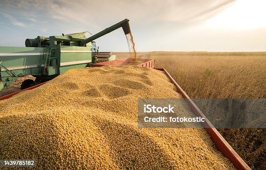 istock Harvesting of soybean field with combine. 1439785182