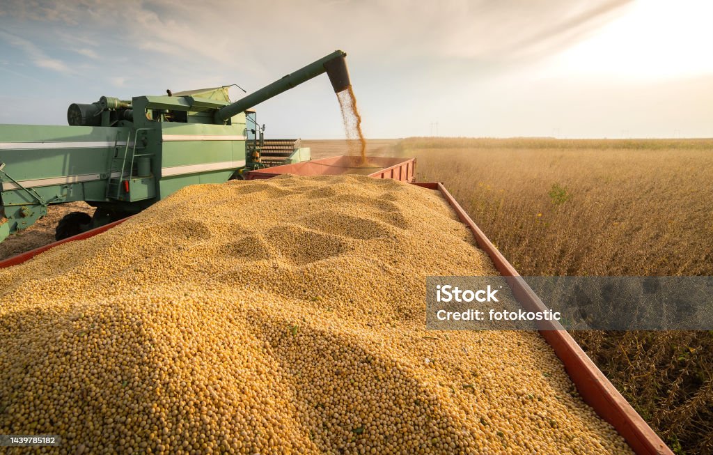 Harvesting of soybean field with combine. A combine harvesting soybeans at sunset Soybean Stock Photo