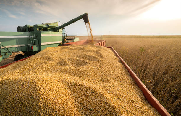 zbiór pola soi z kombajnem. - agriculture zdjęcia i obrazy z banku zdjęć