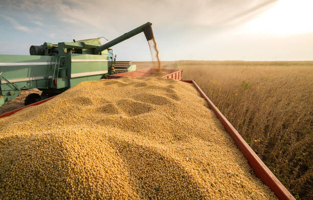 harvesting of soybean field with combine. - soya fasulyesi stok fotoğraflar ve resimler