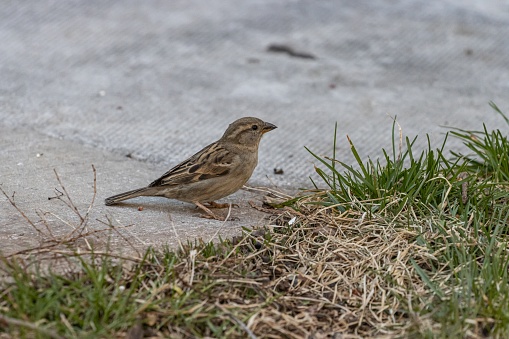 A closeup shot of a house sparrow standing on a concrete ground