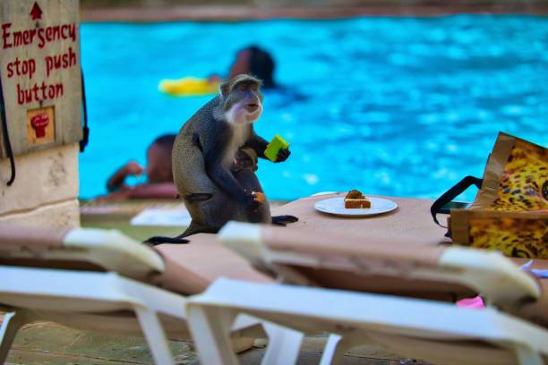 Wild monkey eating pastries on a table in a resort