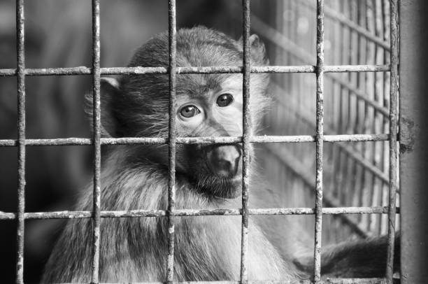 A greyscale shot of a sad monkey in a small old cage - conception : captivity