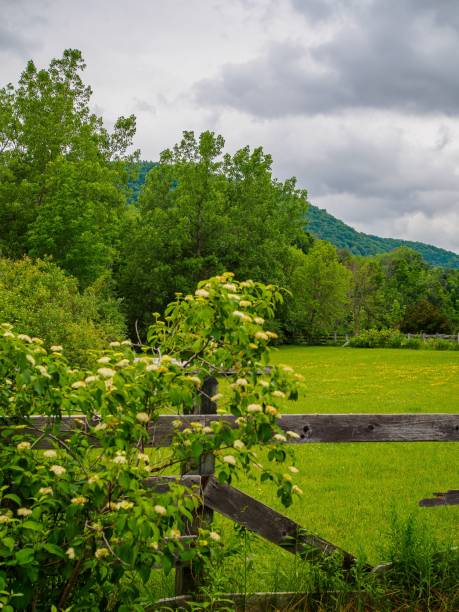 istock New England Nature in Summer 1439785581